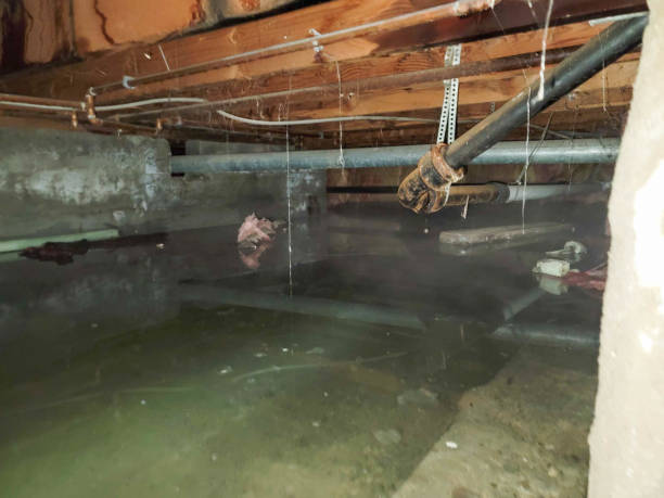 Best Water damage cleanup near me  in Fowlerville, MI