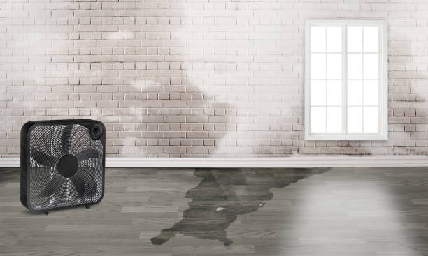 Best Water damage restoration near me  in Fowlerville, MI